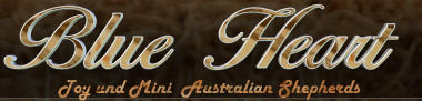 Blue Heart Toy und Mini  Australian Shepherds