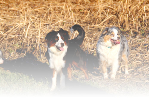 Blue Heart Aussie Zucht aus Rurich in NRW