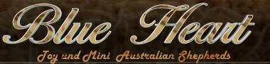 Blue Heart Aussie Zucht aus Rurich in NRW