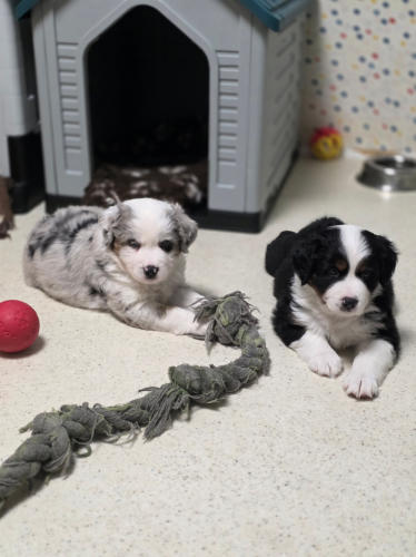 Welpen Mini Aussies Blue Heart